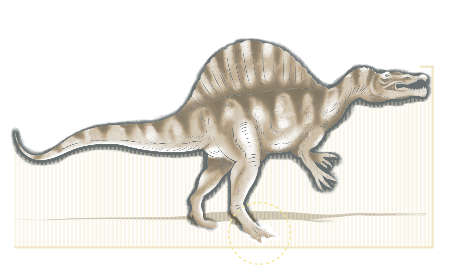 Cabeza del Triceratops tiene una longitud de 2.5 metros