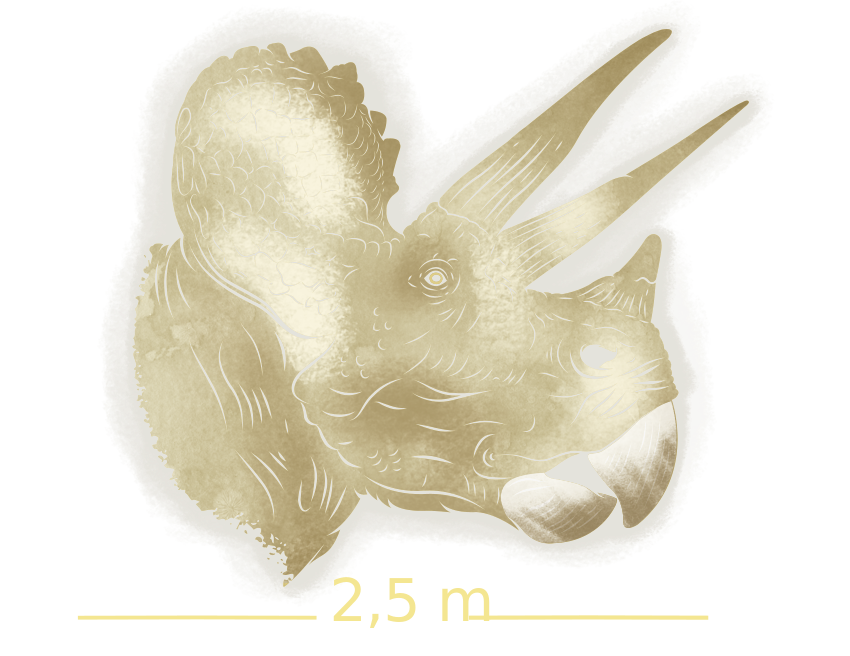 Cabeza del Triceratops tiene una longitud de 2.5 metros